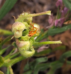 Calendula palaestina