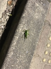 Tettigonia orientalis