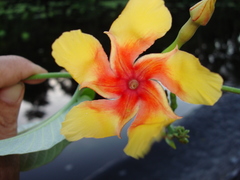 Odontadenia