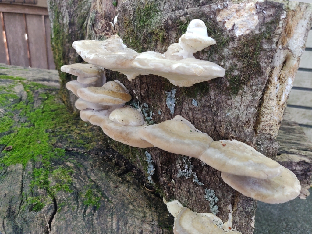 Trametes orientalis · October 2023 · photo: © alex_wentworth (iNaturalist, cc-by)