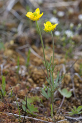 Ranunculus pedatifidus affinis