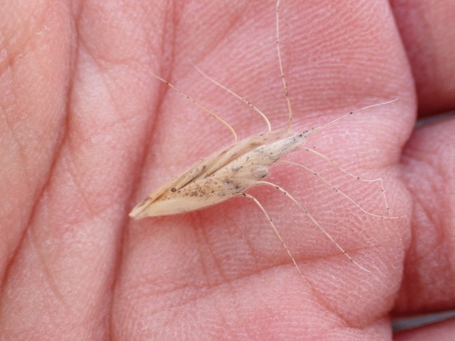 Image of Bromus lanceolatus by (c) W Rao, some rights reserved (CC BY)