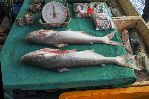 Longsnout pangasius (Pangasius nasutus) — Pangasiidae
