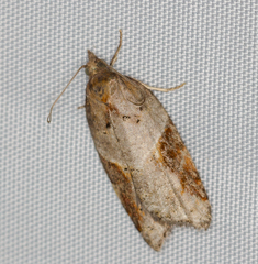 Acleris laterana