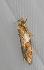Acleris laterana