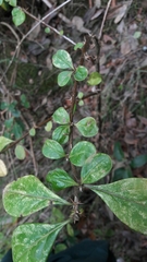 Barnadesia spinosa