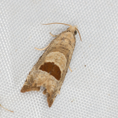 Notocelia uddmanniana