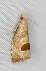 Notocelia uddmanniana