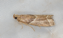 Nyctegretis lineana