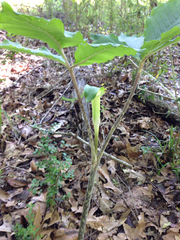 Arisaema triphyllum