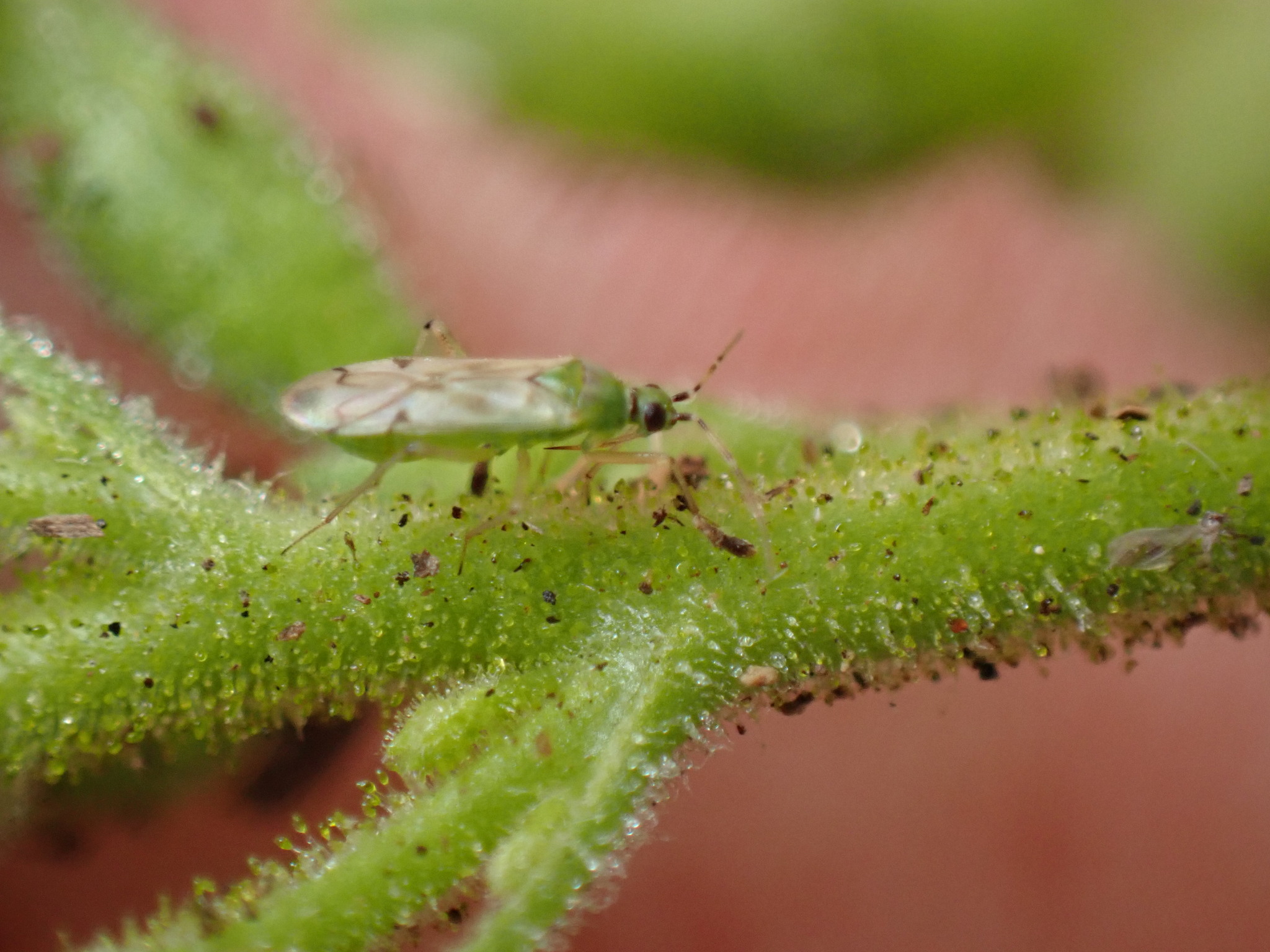 Nesidiocoris tenuis