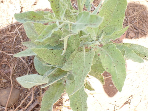 Image of Nicotiana paniculata by (c) W Rao, some rights reserved (CC BY)
