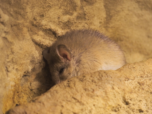 Crete Spiny Mouse