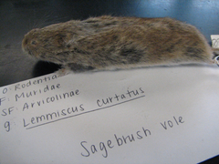 Sagebrush Vole photo 5