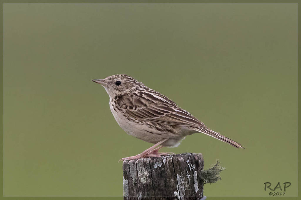Hellmayr's Pipit photo