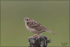 Hellmayr's Pipit photo 1