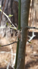 Akanthomyces clavata
