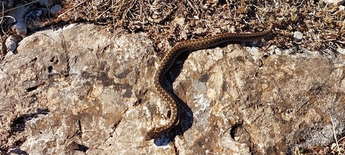 Steppe Viper, Simferopol's'kyi, UA-KR, UA, photo 8 of 10