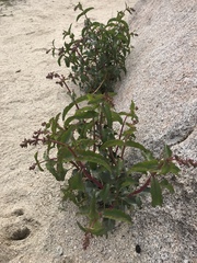 Penstemon clevelandii clevelandii
