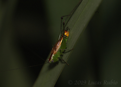 Conocephalus ochrotelus