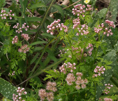 Chaetosciadium trichospermum
