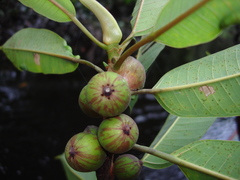 Ficus paraensis