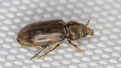 Heterocerus fenestratus