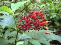 Palicourea corymbifera