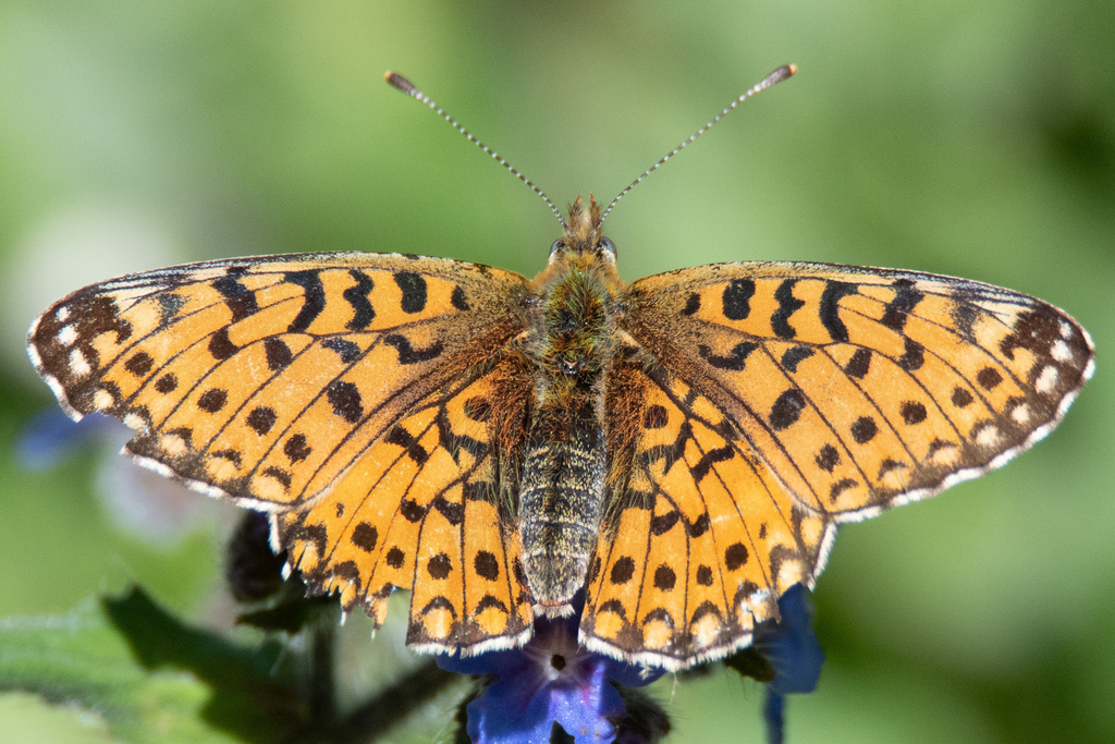 Eurasian Silver-bordered Fritillary from Playa Naraxa, A Fonsagrada ...