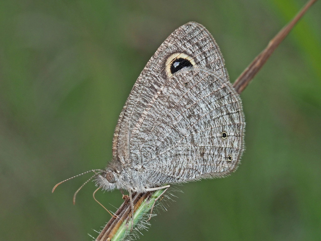 Bush Ringlet