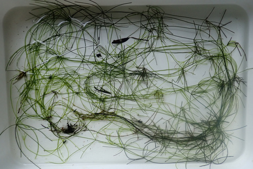 Image of Nitella translucens by (c) Thomas Gyselinck, some rights reserved (CC BY)