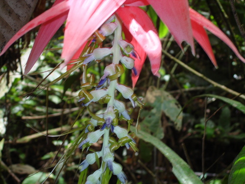 Billbergia acreana
