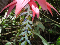Billbergia acreana