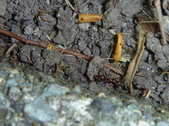 Austroponera castaneicolor