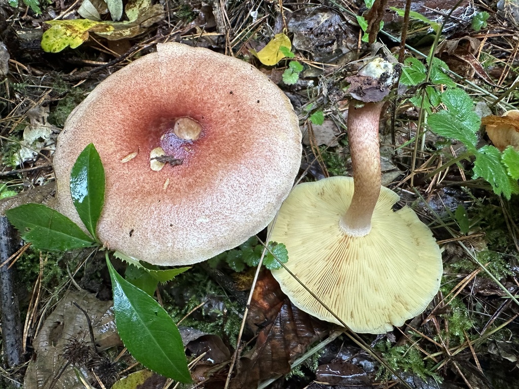 Plums-and-Custard (Agaric mushrooms of montana) · iNaturalist