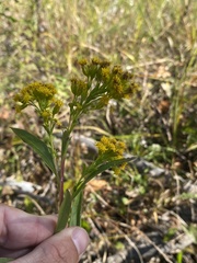 Solidago riddellii