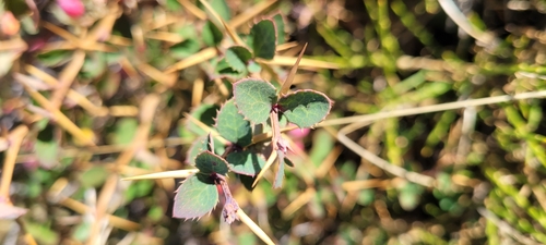 Berberis aetnensis (Berberis aetnensis)