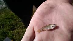 Cymatogaster aggregata