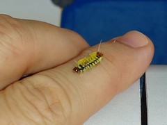 Lophocampa citrina