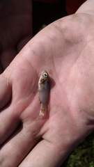 Cymatogaster aggregata