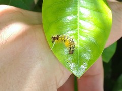 Lophocampa citrina