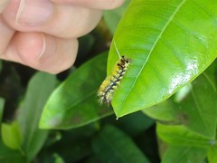 Lophocampa citrina