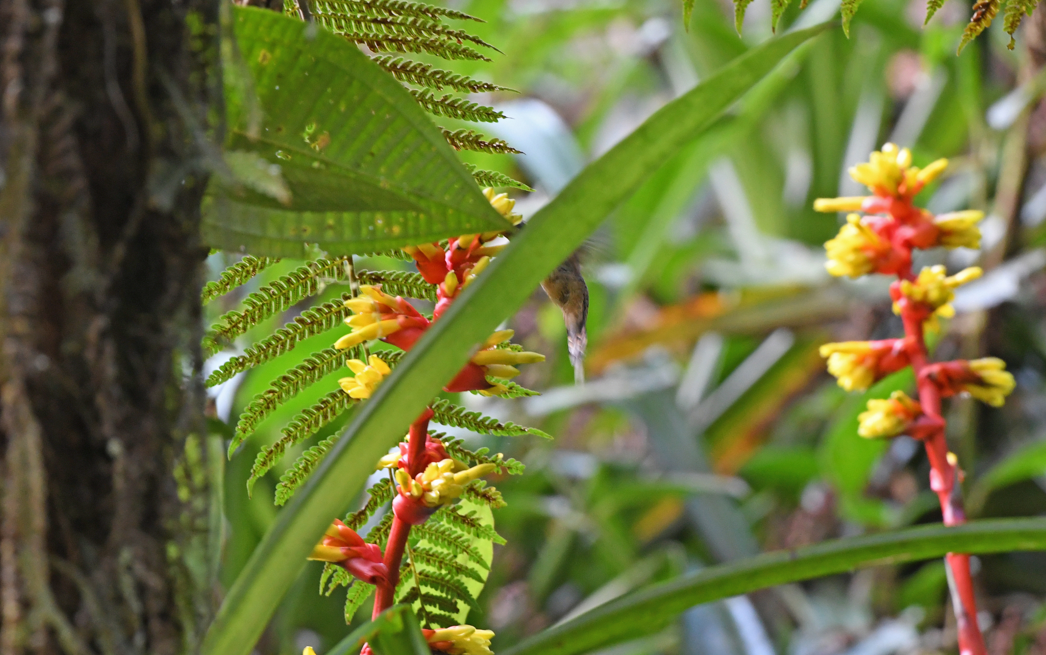 Koepcke's Hermit (Phaethornis koepckeae), photo 1