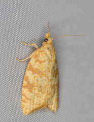 Aleimma loeflingiana