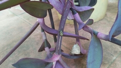 Astylus atromaculatus