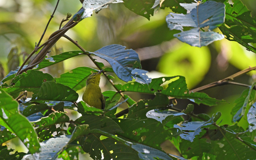 Cuzco Warbler (Myiothlypis chrysogaster), photo 3