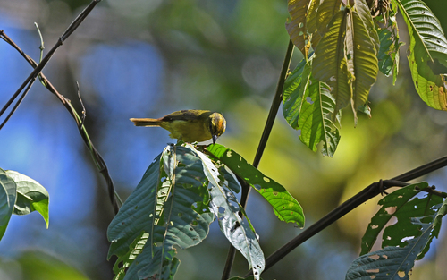Cuzco Warbler (Myiothlypis chrysogaster), photo 2