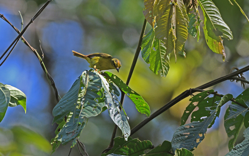Cuzco Warbler (Myiothlypis chrysogaster), photo 5