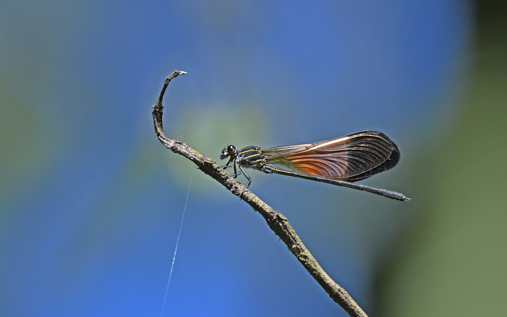 Polythore boliviana