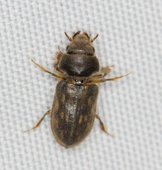 Heterocerus fenestratus